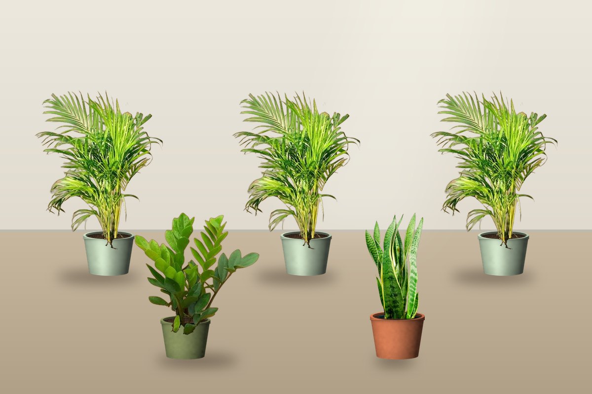 Plant Rental