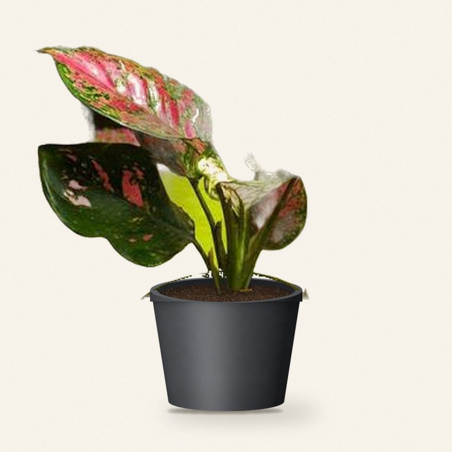 Aglaonema Red Plant