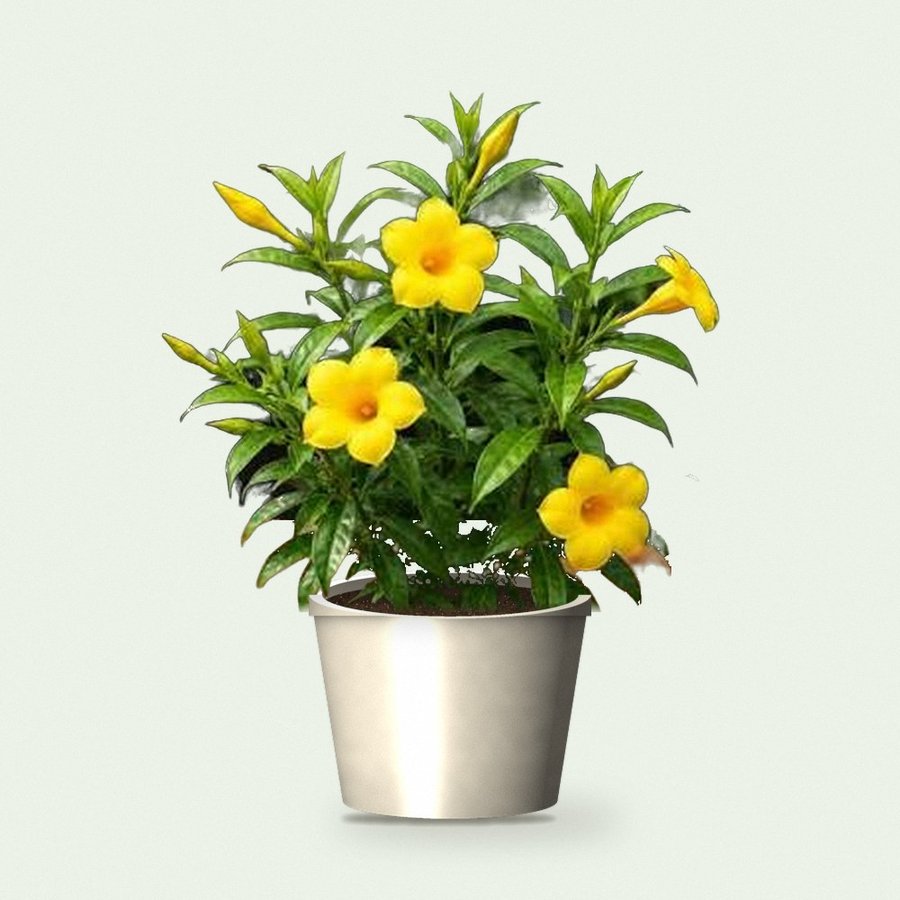 Allamanda Plant (Yellow)