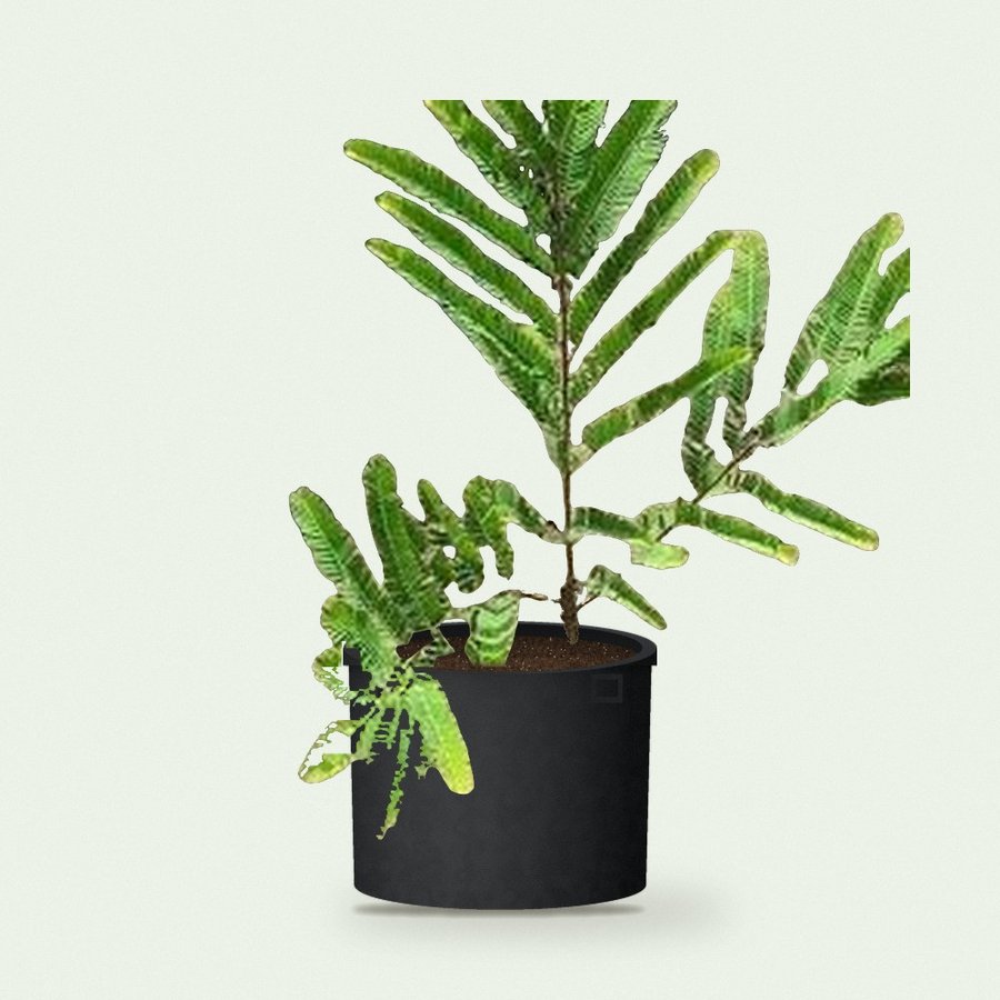 Amla Plant (Grafted)