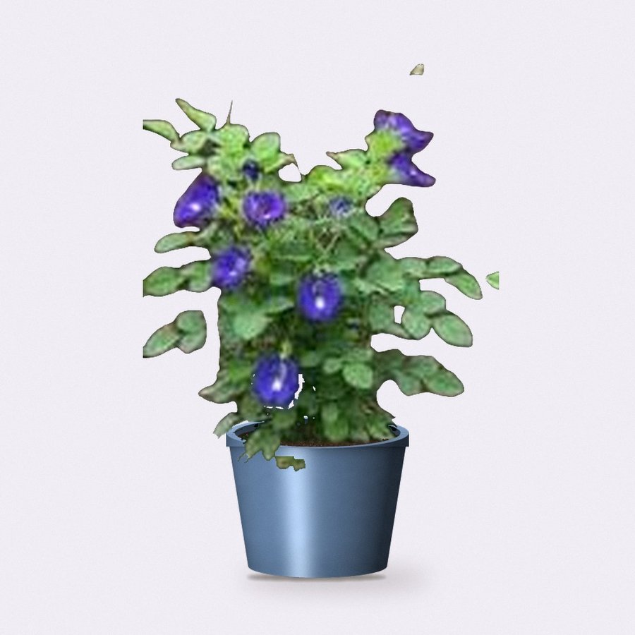Aprajita Plant (Butterfly Pea)