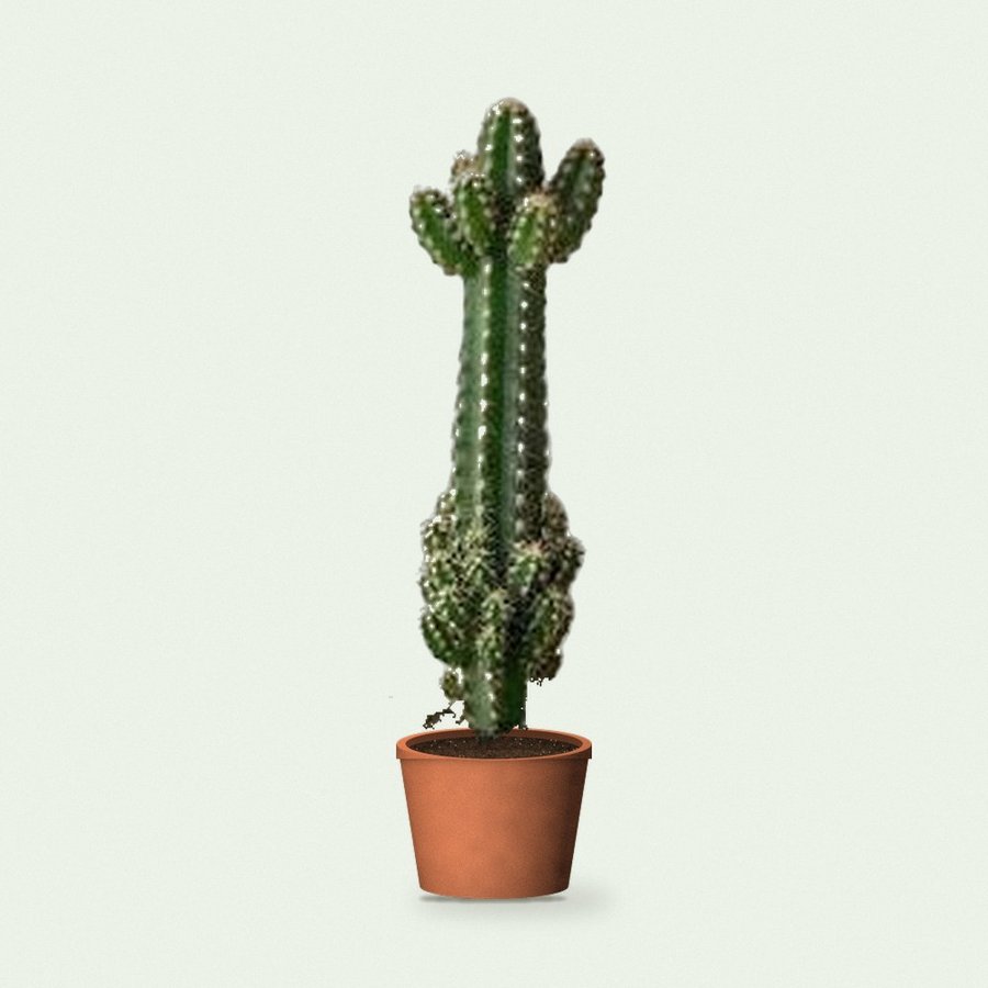 Cactus Plant – Elongated