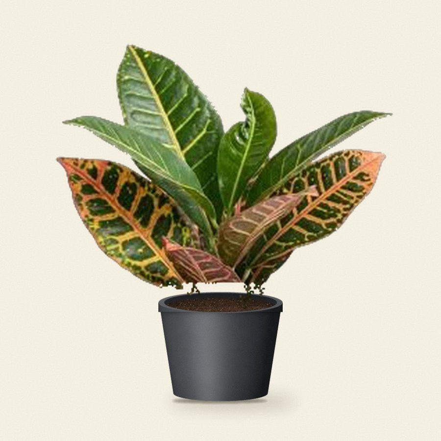Croton Petra