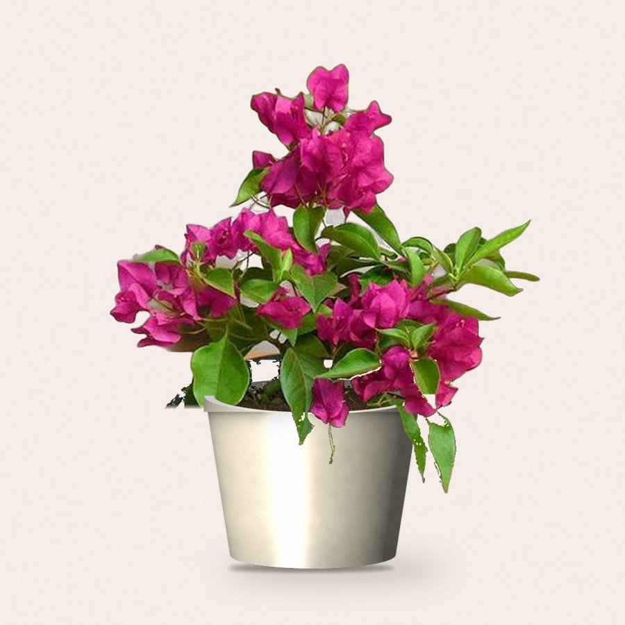 Desi Bougainvillea