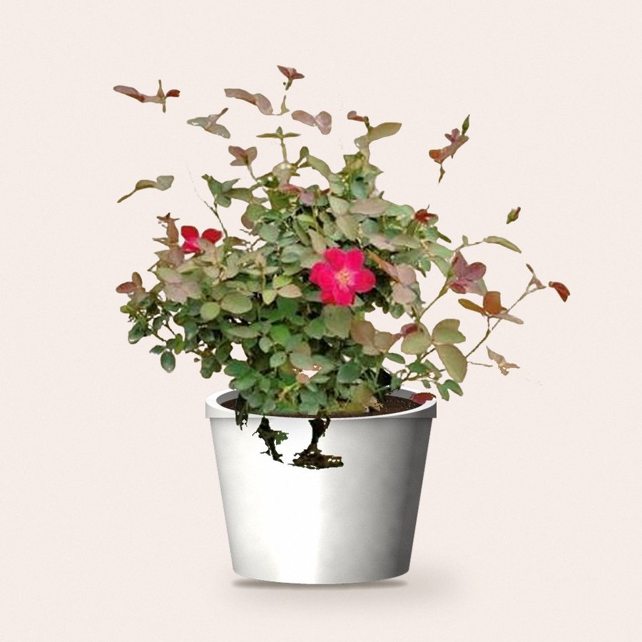 Desi Rose Plant