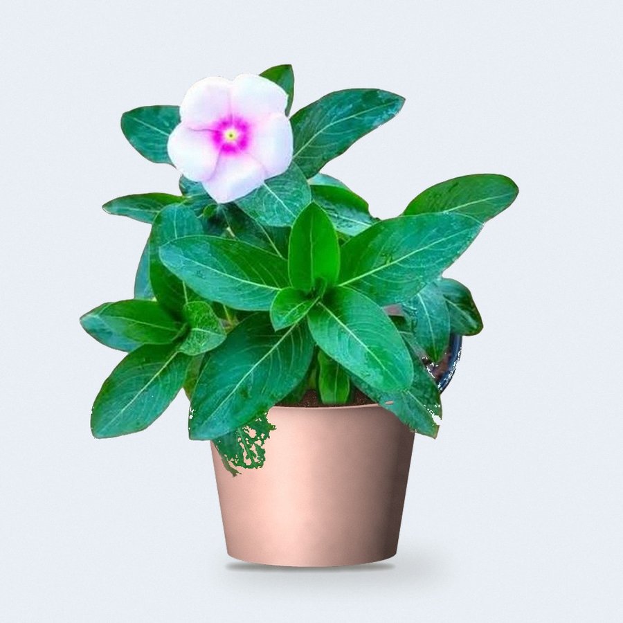 Desi Sadabahar (Vinca)