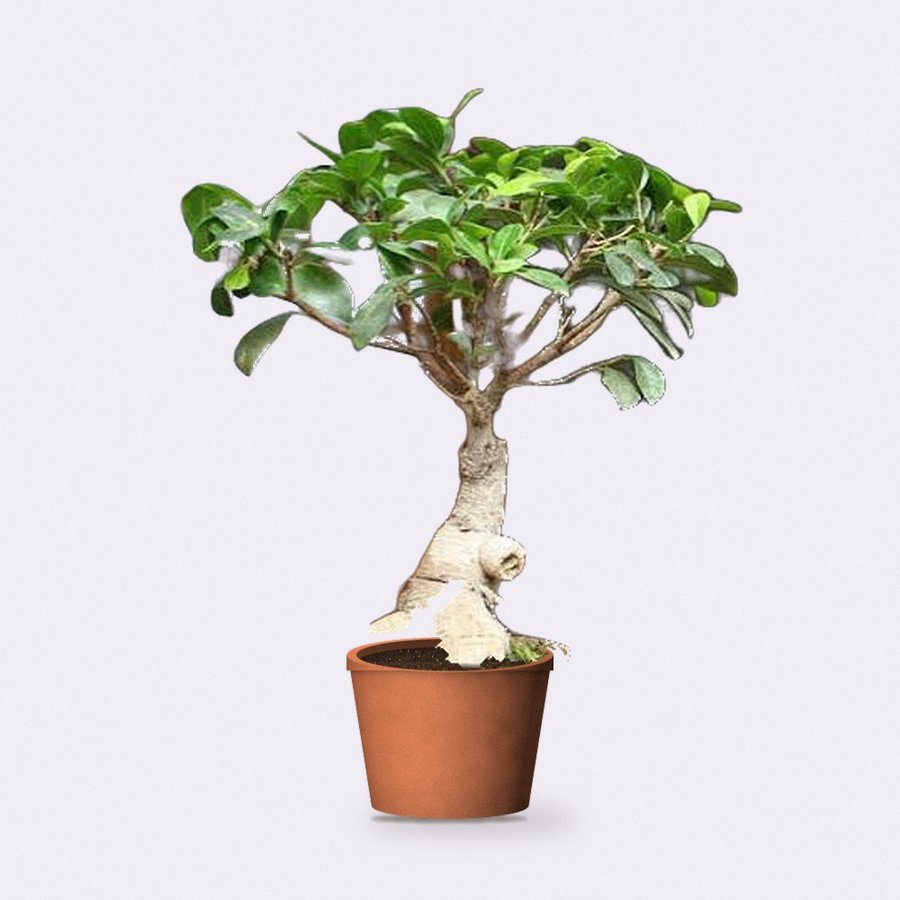 Ficus Bonsai Plant