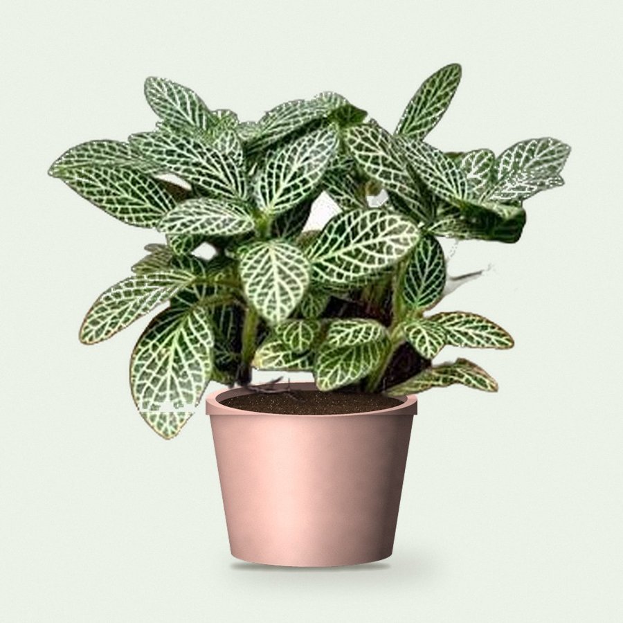 Fittonia Green Plant (Nerve Plant)