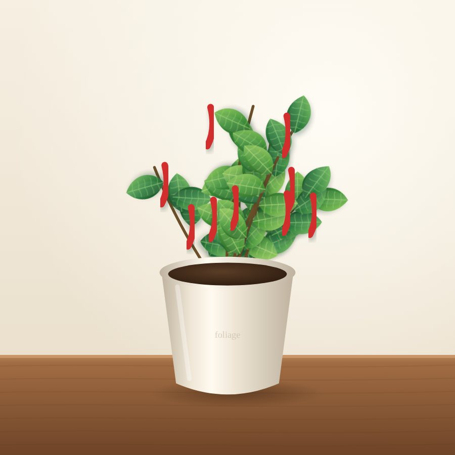 Bottle Gourd Seedlings