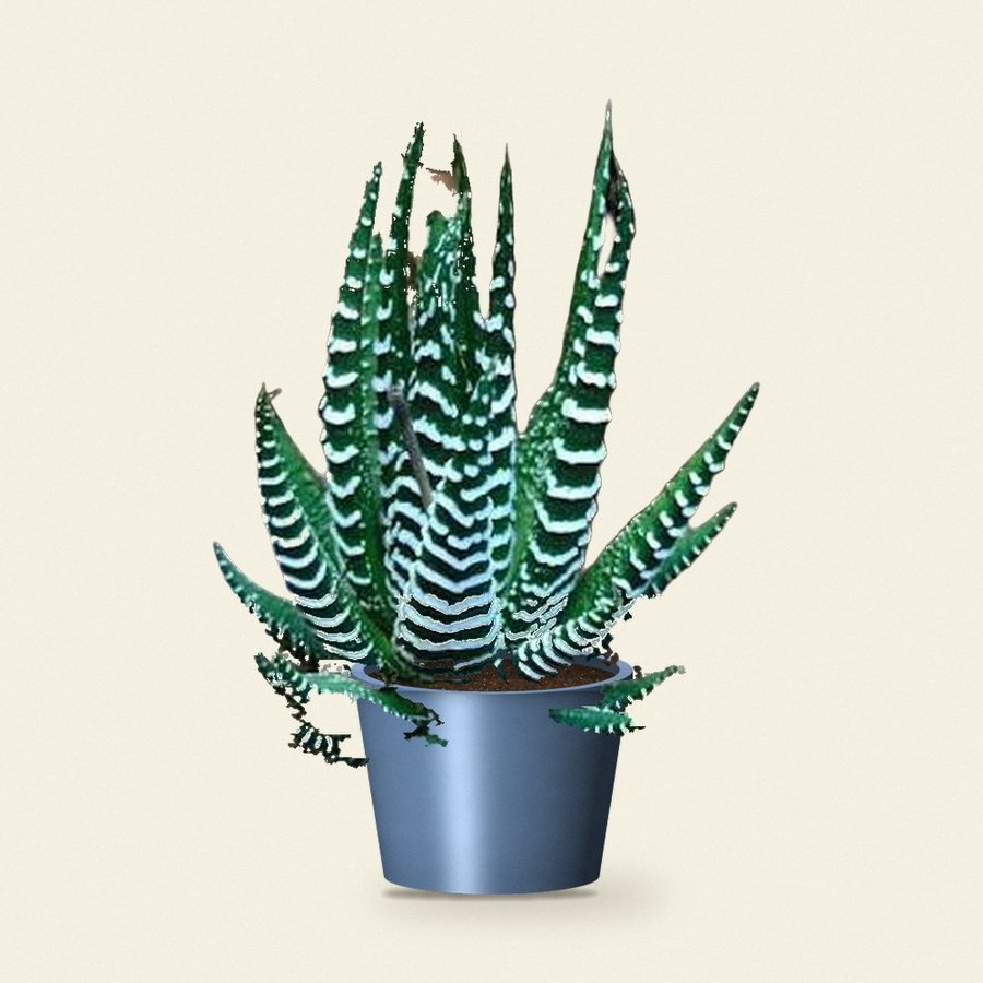 Haworthia Fasciata Plant