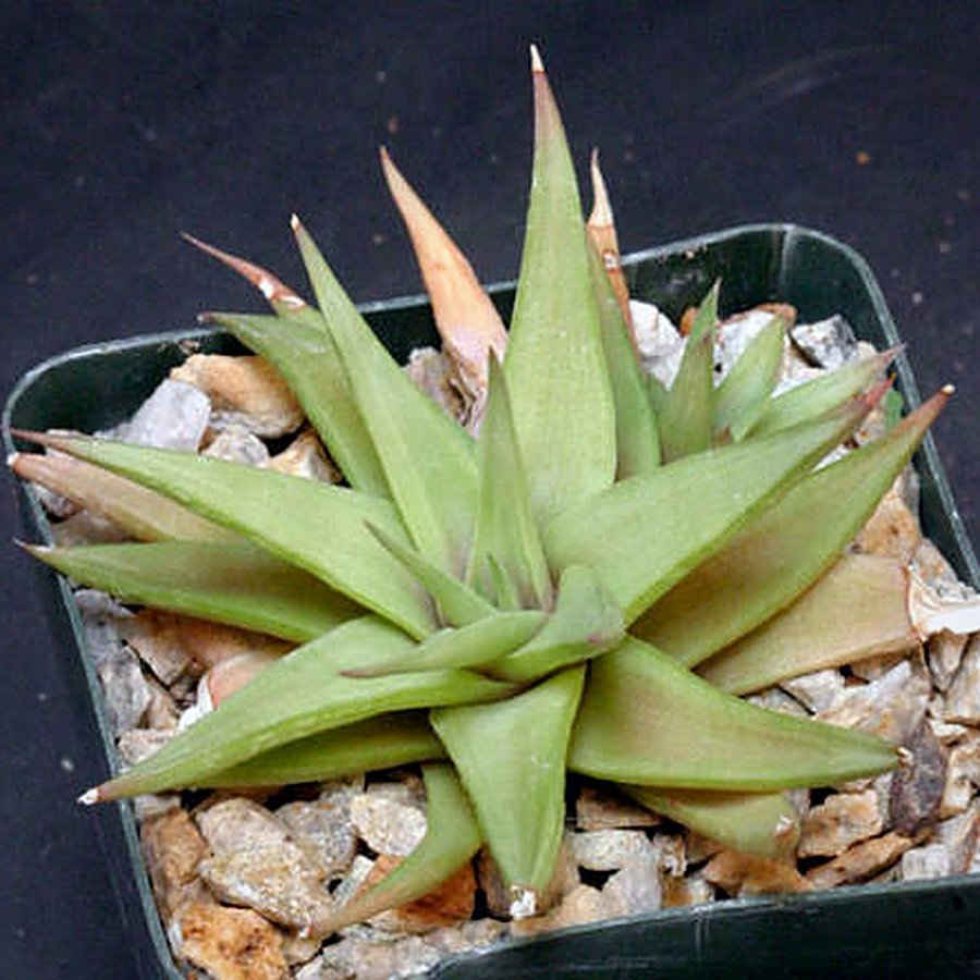 Haworthia Limifolia var. Ubomboensis