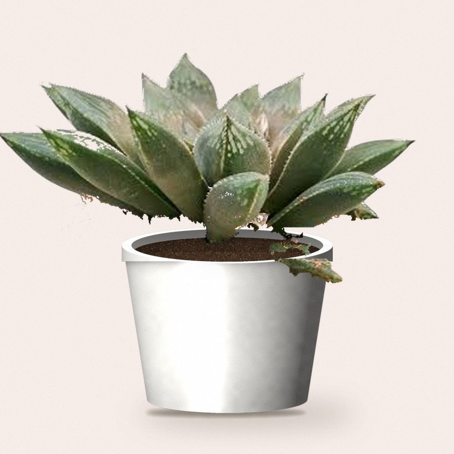Haworthia Maculata Plant
