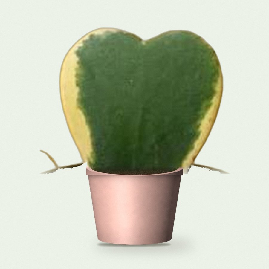 Heart Hoya Plant – Variegated