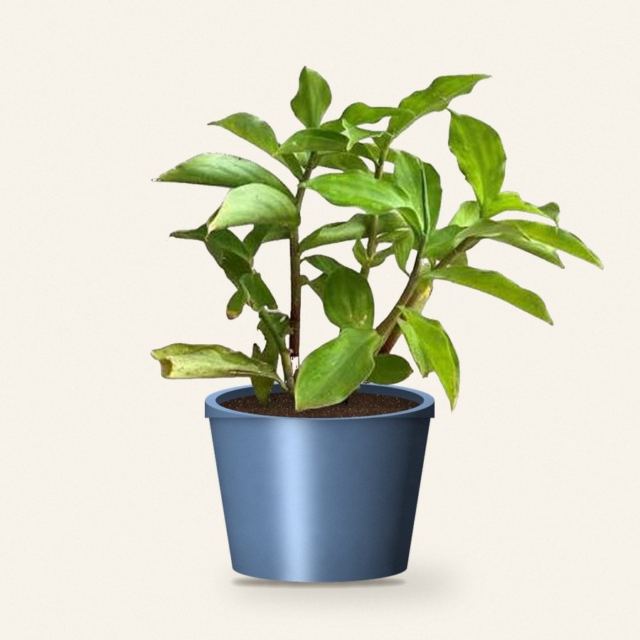 Insulin Plant