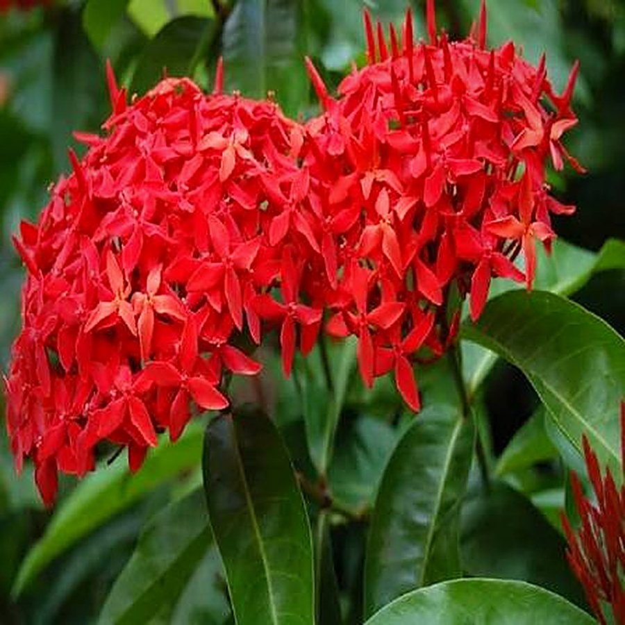 Ixora – Calcutta Red