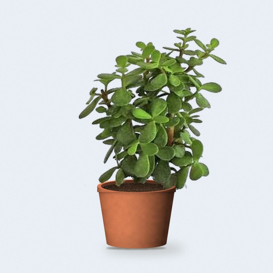 Jade Mini Plant