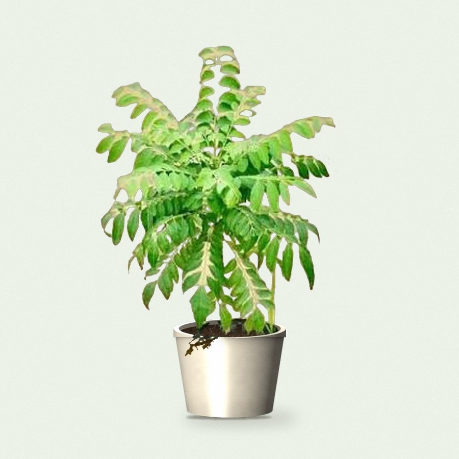 Kadi Patta (Curry Leaf) Plant