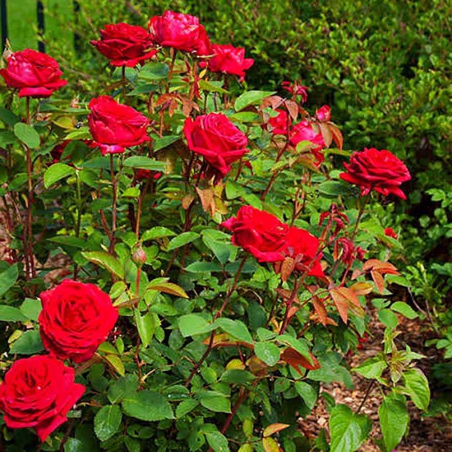 Kashmiri Rose Plant