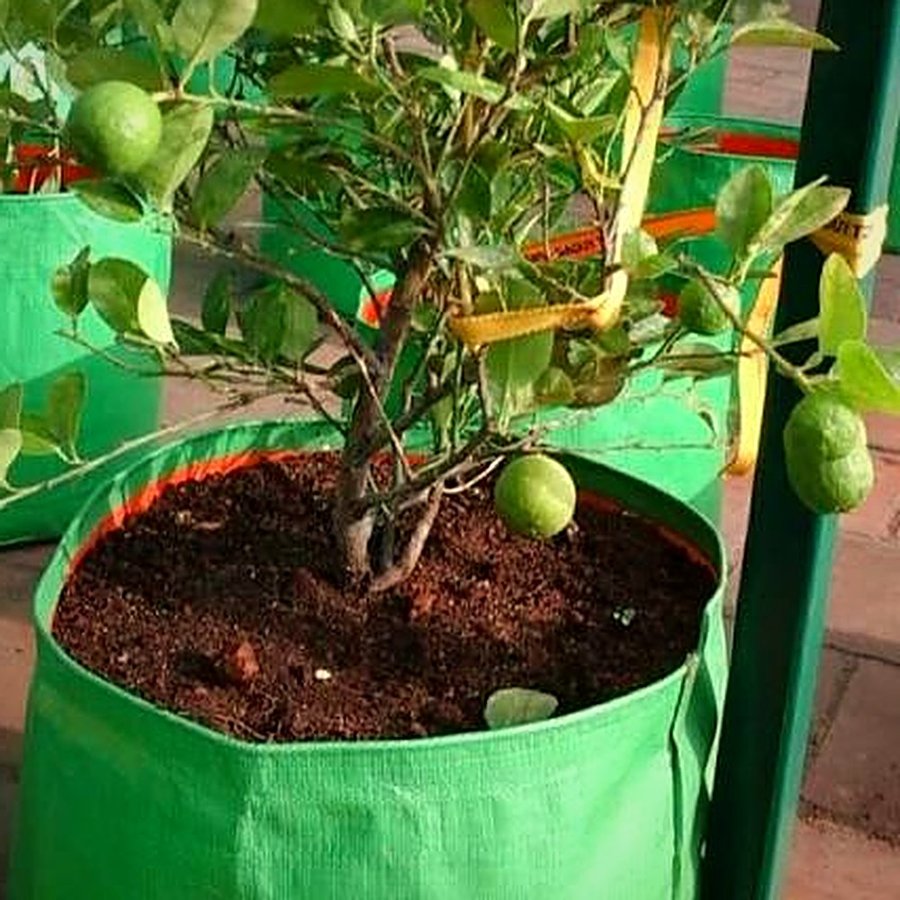 Lemon Plant with Grow Bag