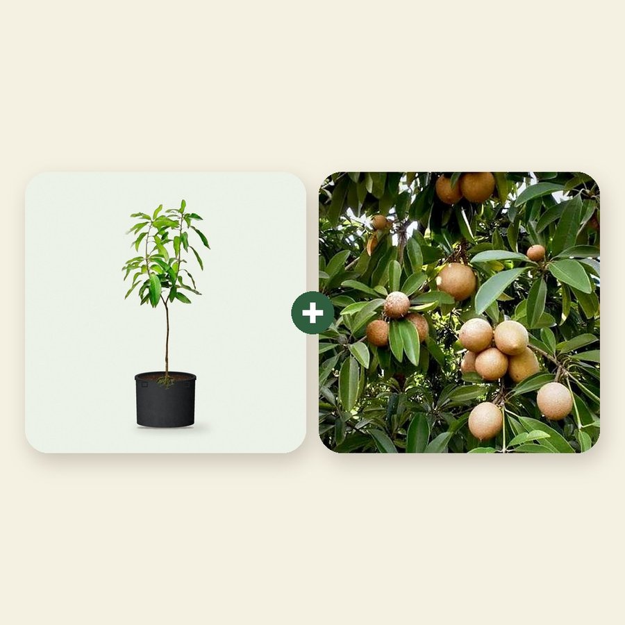 Mango and Chiku Combo