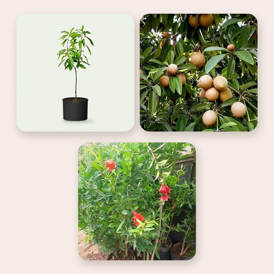 Mango, Chiku, Pomegranate – Combo of 3
