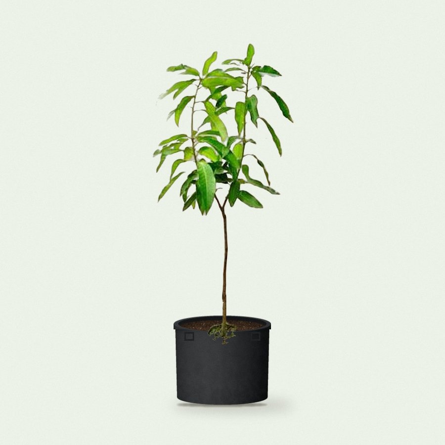 Mango Plant with Grow Bag