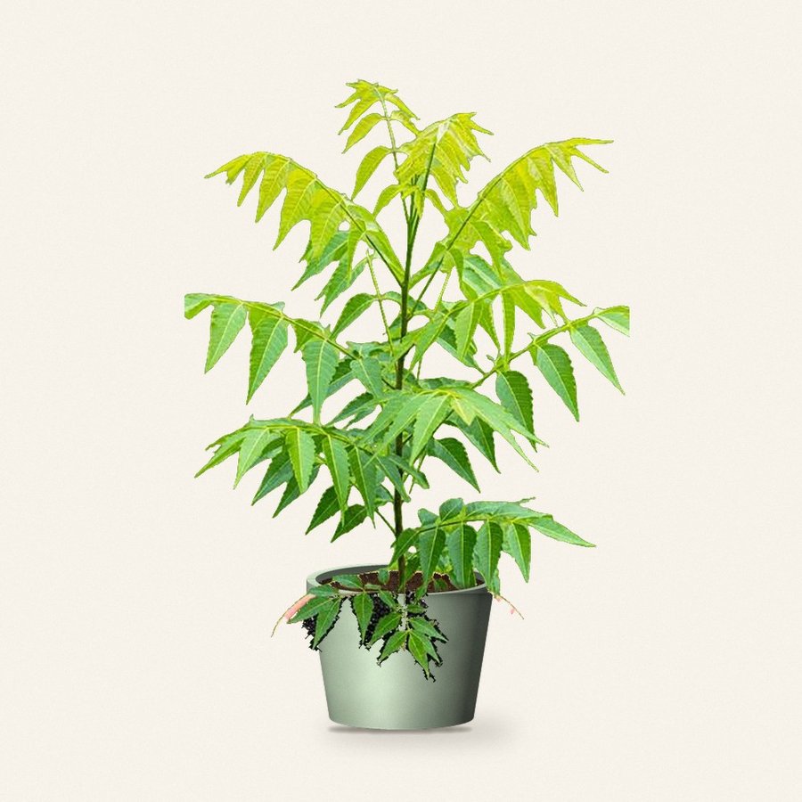 Neem Plant