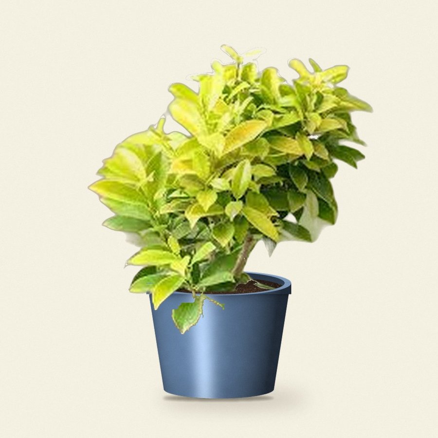 Panda Ficus (Hicas) Plant
