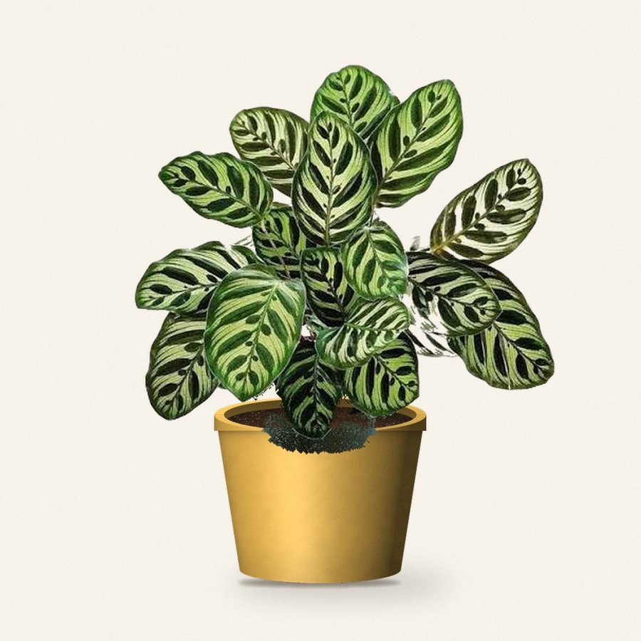 Peacock Plant