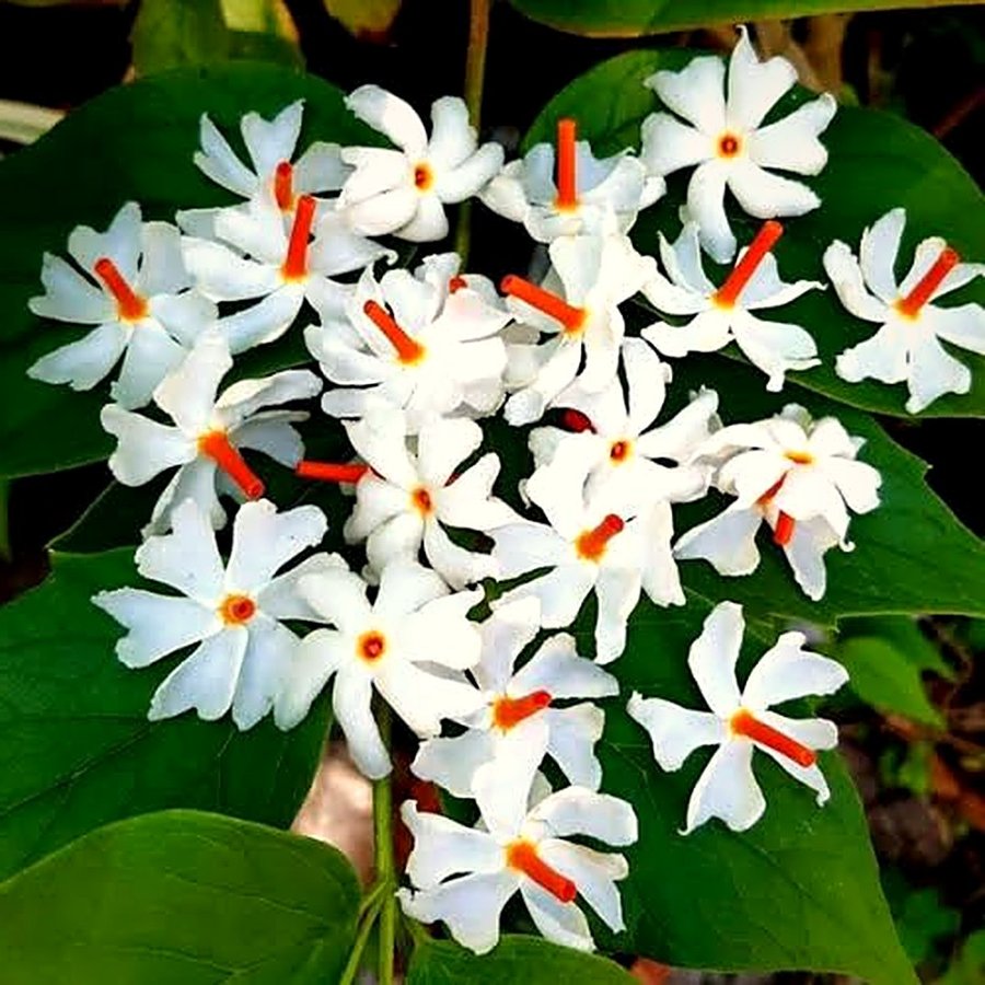 Raat Ki Rani (Night Blooming Jasmine)