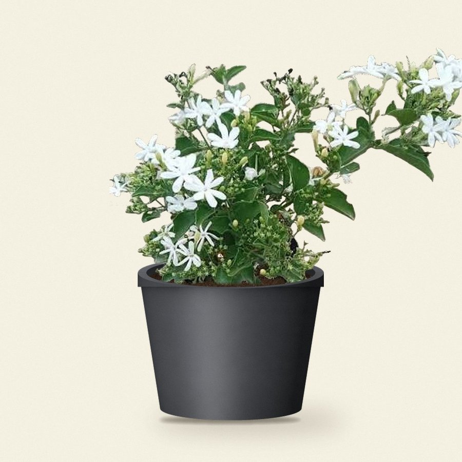 Ranjai Plant (Jasmine)