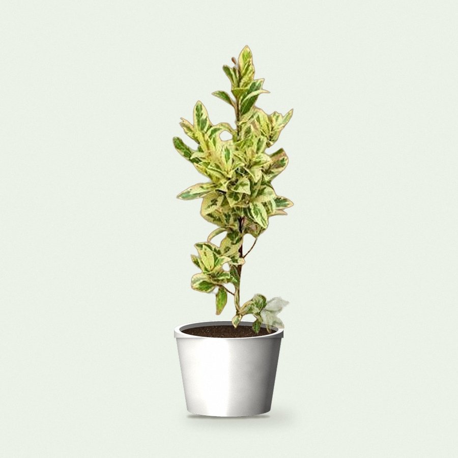 Safari Ficus Plant
