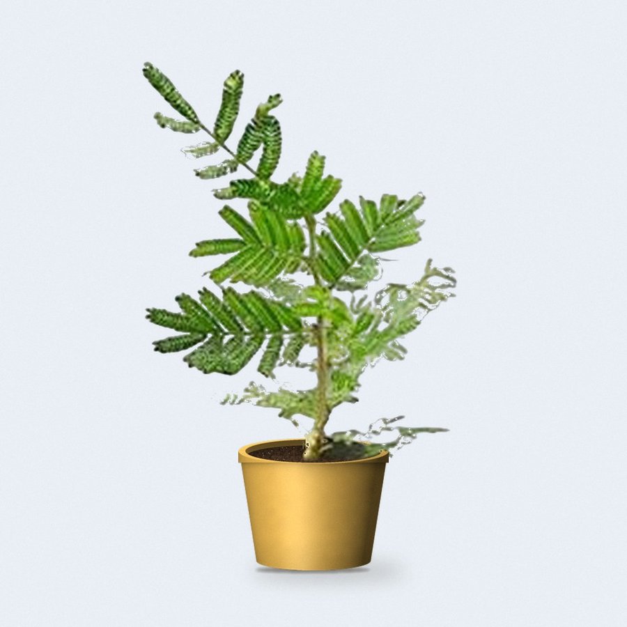 Shami Plant