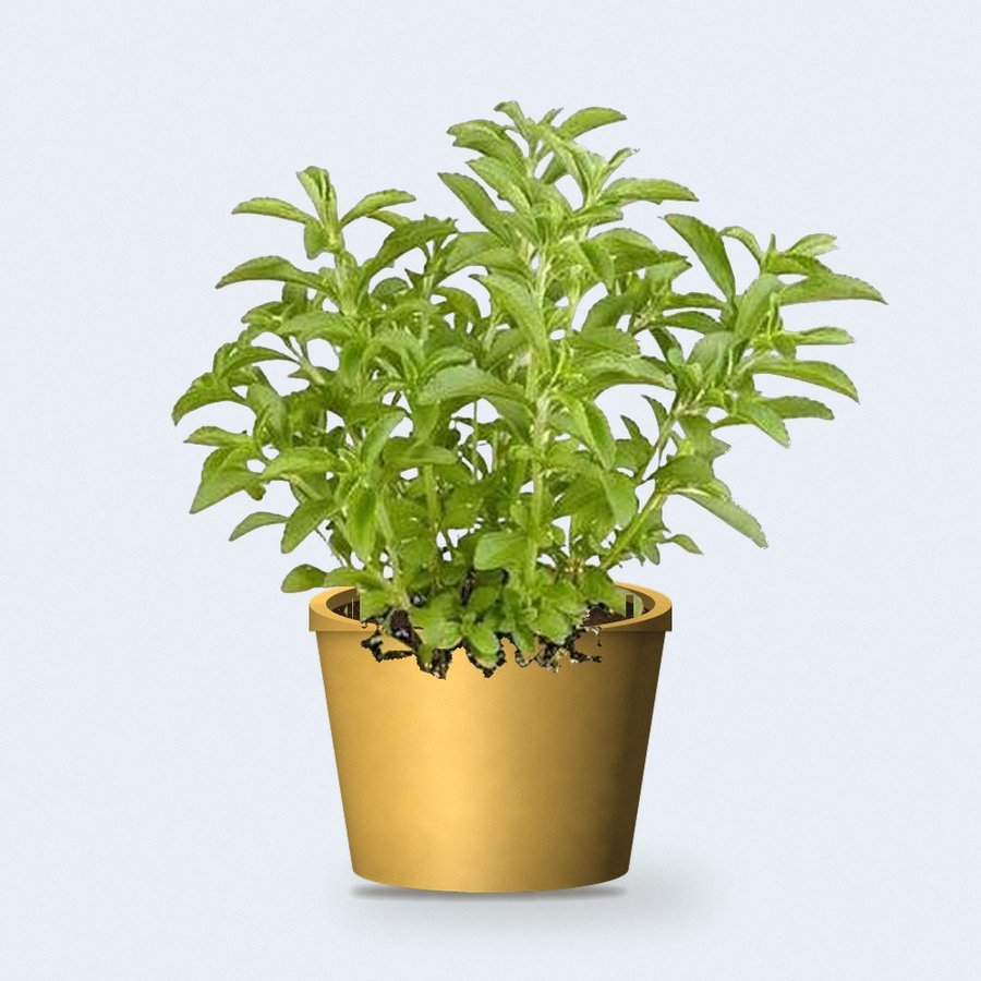 Stevia Plant