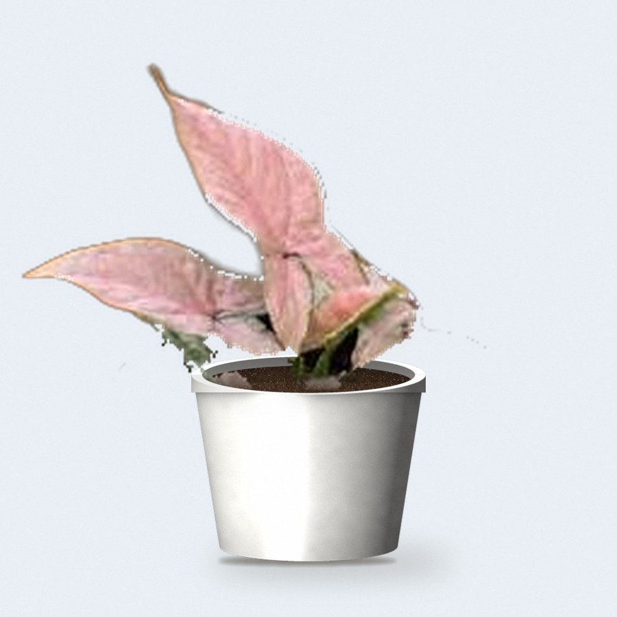 Syngonium Pink Plant