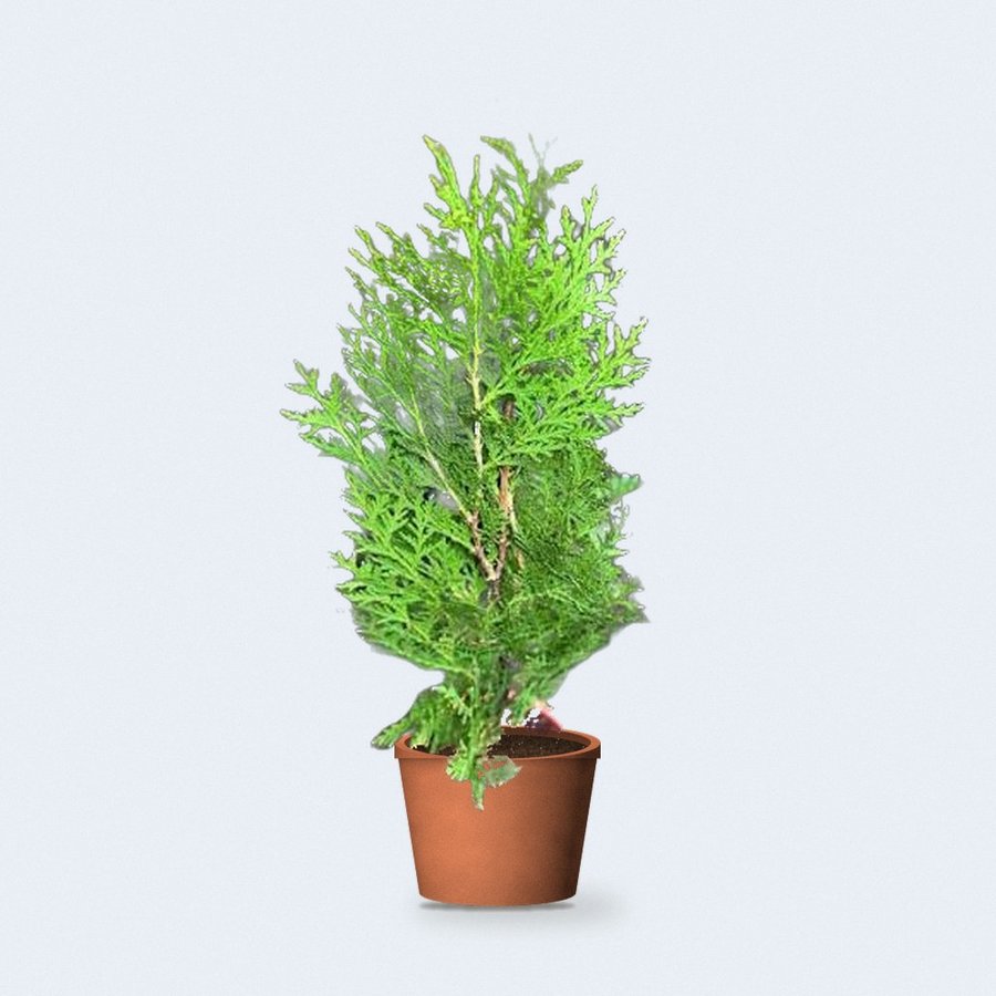 Thuja Plant XL