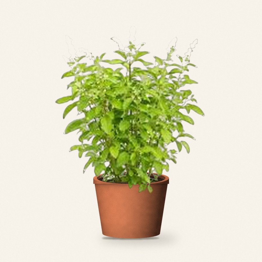 Tulsi Plant (Holy Basil)