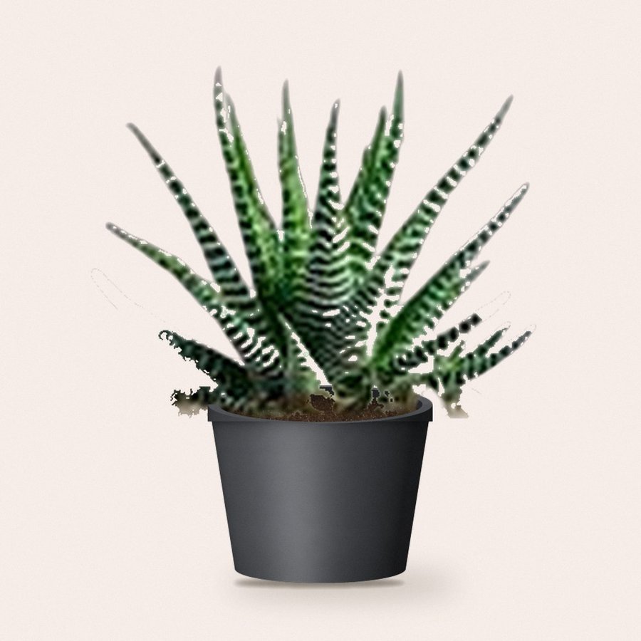 Zebra Haworthia Plant